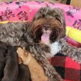 Sabra - Australian Labradoodle