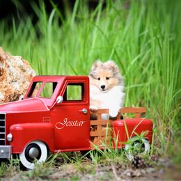 Owen - Sable merle and white male Shetland Sheepdog puppy in North Weeki Wachee, Florida from Jesstar Shetland Sheepdogs