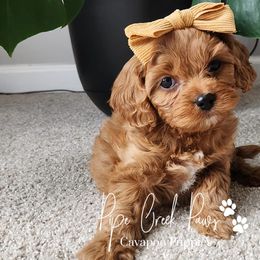 Cavapoos from Pipe Creek Paws