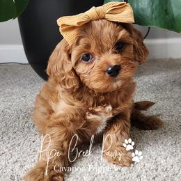 Cavapoos from Pipe Creek Paws