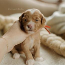 Almond - Red  female Goldendoodle puppy in Hiddenite, North Carolina from Rose and Reid Doodles