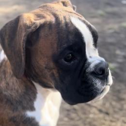 Boxer All Grown Up from Rorschach Boxers