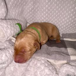 Green - Yellow male Labrador Retriever puppy in Heath Springs, South Carolina from Rich Hill Retrievers
