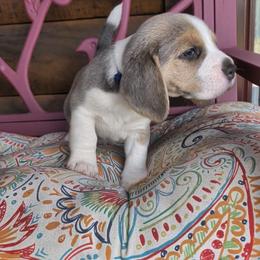 Smokey (Gentry) - Blue tan and white male Beagle puppy in Jerome, Missouri from Beam's Beagles