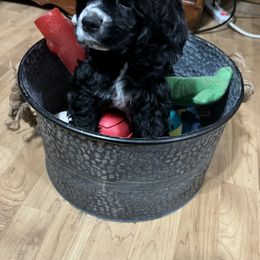 Cocker Spaniel Puppies from K&M crocker Spaniels