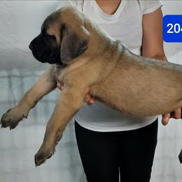AKC PUP 204 - Fawn male Mastiff puppy in Ava, Missouri from Ozark Mountain Mastiffs