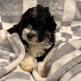 Marley - Tri-color male Bernedoodle puppy in Auburndale, Florida from Florida Mini Bernedoodles