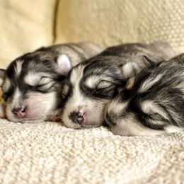 Siberian Husky Puppies from Fly Siberian