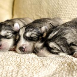 Siberian Husky Puppies from Fly Siberian