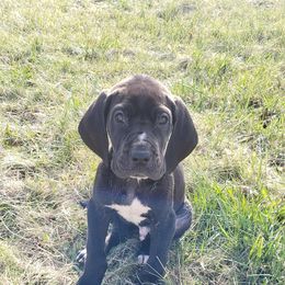 Great Dane Puppies from HCC Great Danes