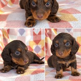 Boy 4 - Chocolate and tan male Dachshund puppy in Oklahoma from Red Oak Long Dogs