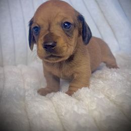Frodo Baggins - Red male Dachshund puppy in Boerne, Texas from Maravillas Dachshunds LLC