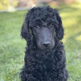 Poodles from Sunshine’s Standard Poodles