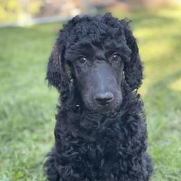 Poodles from Sunshine’s Standard Poodles