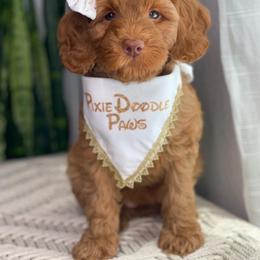 Australian Labradoodle Puppies from Pixie Doodle Paws