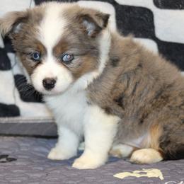 Gretal - Blue merle female Toy Australian Shepherd puppy in Humansville, Missouri from Tater Tot aussies