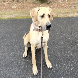 Honey - Great Dane