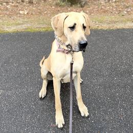 Honey - Great Dane