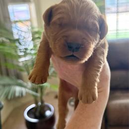 Light Blue - Dark golden male Golden Retriever puppy in Mountain Home, Idaho from Poppy's Garden Golden Retrievers