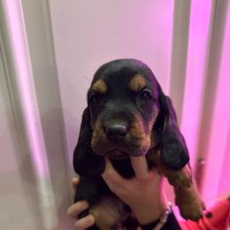 Dumbledor - Black white and tan male Basset Hound puppy in Leroy, Michigan from Iron Sentry Farms
