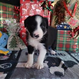 Jetty - Black and white male Border Collie puppy in Morgan, Texas from Shooting Star Ranch