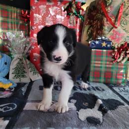 Jetty - Black and white male Border Collie puppy in Morgan, Texas from Shooting Star Ranch
