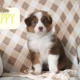 Happy - Red tri-color male Australian Shepherd puppy in Keytesville, Missouri from Dogwood Lane Canine