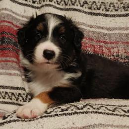 Australian Shepherds from K/J Aussies