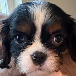 Cavalier King Charles Spaniels from Baker Family Cavalier King Charles Spaniels