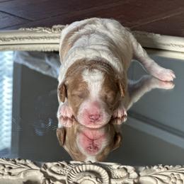 Strawberry - Parti female Poodle puppy in Dayton, Texas from Wolfe Island Poodles