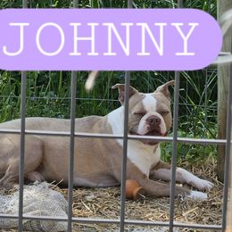 Johnny - Seal and white male Boston Terrier puppy in Versailles, Indiana from Benhams Bostons