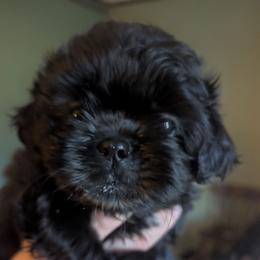 Dolly - Black female Shih Tzu puppy in Claxton, Georgia from Small Pawz Shih tzu