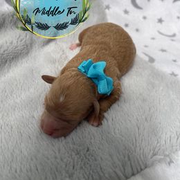 Girl 2 - Poodle puppy in Shelbyville, Tennessee from Rains Poodles Of Middle TN
