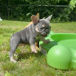 French Bulldog puppies from KM French Bulldogs