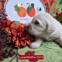 Luna Girl 5 - Light golden female Golden Retriever puppy in Niles, Michigan from Composer Goldens