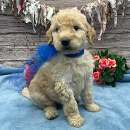 Hickory - Cream male Goldendoodle puppy in Lisbon, Ohio from Willow Lane Doodles