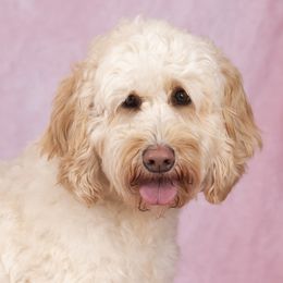 Charli - Goldendoodle