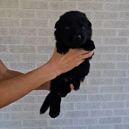 Bela Lugosi - Black male German Shepherd puppy in Winston Salem, North Carolina from Samtastic Shepherds