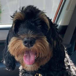 CeCe - Australian Labradoodle