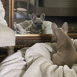 Grizzlie - Blue fawn French Bulldog puppy in Summerville, South Carolina from SC Frenchies