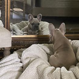 Grizzlie - Blue fawn French Bulldog puppy in Summerville, South Carolina from SC Frenchies