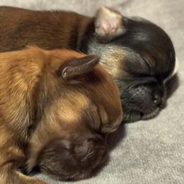 Shih Tzu Puppies from Best Friend Shih Tzu Co.