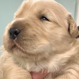 Millie - Golden female Golden Retriever puppy in Saint Pauls, North Carolina from Copperfield’s Goldens