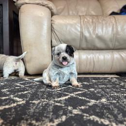 Paisley - Blue speckled female Australian Cattle Dog puppy in Cottage Grove, Oregon from Heirloom Ranch