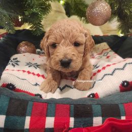 Jingle Bells - Apricot male Goldendoodle puppy in Pennsylvania from Pennsylvanian Puppies