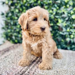 Finn - Caramel male Australian Labradoodle puppy in Hartshorne, Oklahoma from Jena Edmond