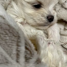 Maltese, Miniature Schnauzer, and Yorkshire Terrier Puppies from Sassy Yorkie , Mini Schnauzers , Maltese Love of Alabama