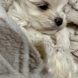 Maltese, Miniature Schnauzer, and Yorkshire Terrier Puppies from Sassy Yorkie , Mini Schnauzers , Maltese Love of Alabama