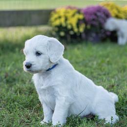 Bernedoodle and Goldendoodle Puppies from White Oak Doodles