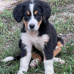 AKC Purple collar - Black rust and white female Bernese Mountain Dog puppy in Comer, Georgia from Water Oak Farm